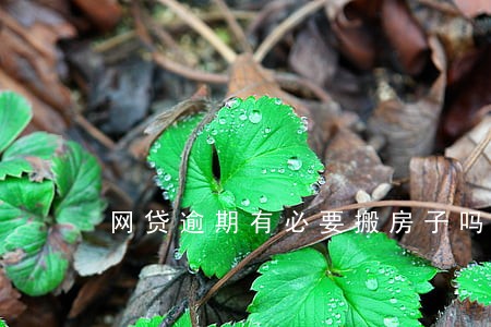 网贷逾期有必要搬房子吗 网贷逾期有必要搬房子吗