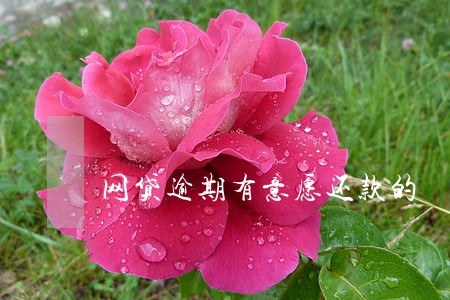 网贷逾期有意愿还款的 网贷逾期有意愿还款的