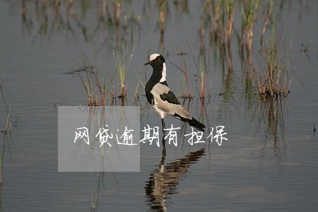 网贷逾期有担保 网贷逾期有担保