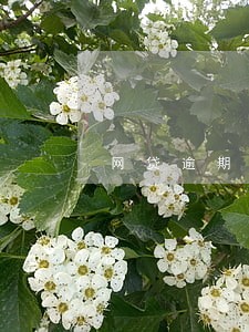 网贷逾期有效吗 网贷逾期有效吗