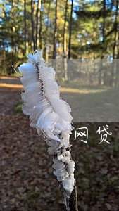 网贷逾期有权利发函给村委会吗 网贷逾期有权利发函给村委会吗