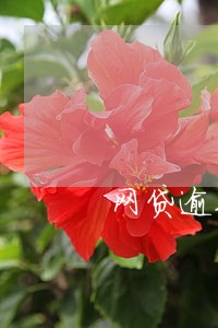 网贷逾期有权限冻结银行卡吗 网贷逾期有权限冻结银行卡吗