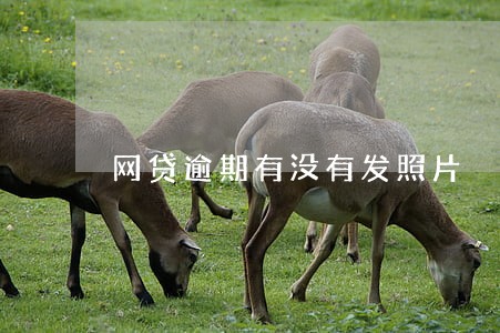 网贷逾期有没有发照片 网贷逾期有没有发照片