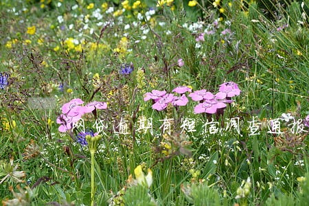 网贷逾期有短信调查通报 网贷逾期有短信调查通报