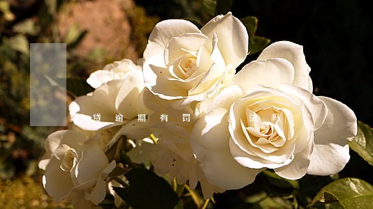 网贷逾期有罚金合法吗 网贷逾期有罚金合法吗