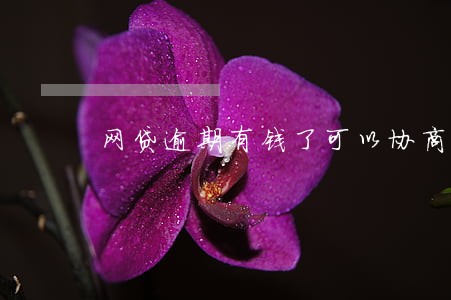 网贷逾期有钱了可以协商分期吗 网贷逾期有钱了可以协商分期吗