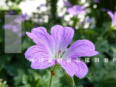 网贷逾期朋友接到电话 网贷逾期朋友接到电话