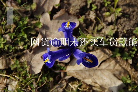 网贷逾期未还买车贷款能贷吗 网贷逾期未还买车贷款能贷吗