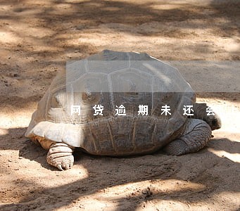 网贷逾期未还会上门吗 网贷逾期未还会上门吗