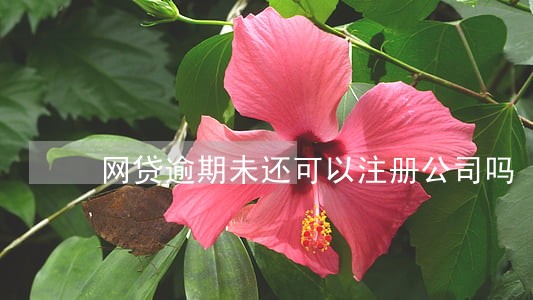 网贷逾期未还可以注册公司吗 网贷逾期未还可以注册公司吗