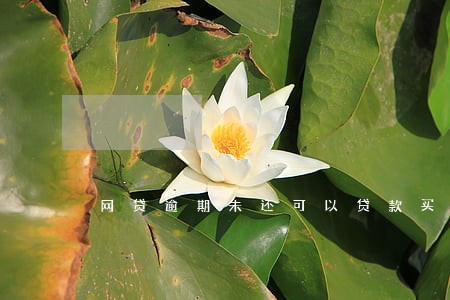 网贷逾期未还可以贷款买房吗 网贷逾期未还可以贷款买房吗