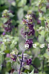 网贷逾期本人不在家 网贷逾期本人不在家