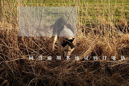 网贷逾期本地号码打电话 网贷逾期本地号码打电话