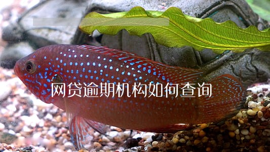 网贷逾期机构如何查询 网贷逾期机构如何查询