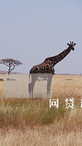 网贷逾期权利人解除合同 网贷逾期权利人解除合同