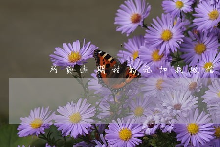 网贷逾期村书记加我微信