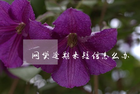 网贷逾期来短信怎么办