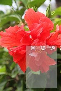 网贷逾期来短信说冻结账户 网贷逾期来短信说冻结账户