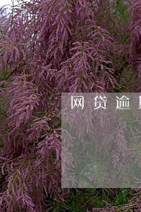 网贷逾期查询到社保 网贷逾期查询到社保