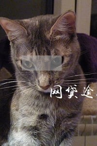 网贷逾期案件怎么查询 网贷逾期案件怎么查询