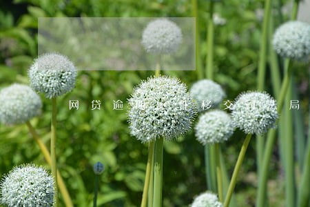 网贷逾期案件移交司法局了怎么办 网贷逾期案件移交司法局了怎么办