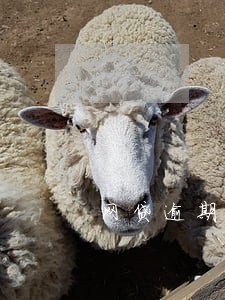 网贷逾期欠两万会被起诉吗 网贷逾期欠两万会被起诉吗