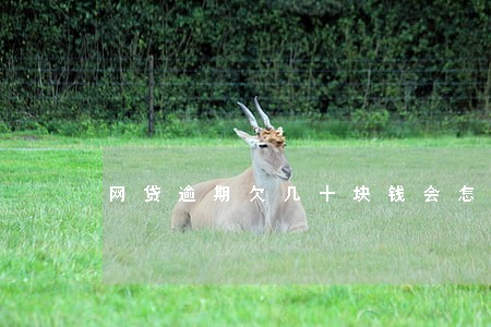 网贷逾期欠几十块钱会怎么样 网贷逾期欠几十块钱会怎么样