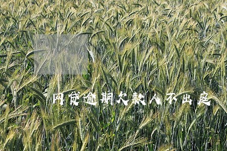 网贷逾期欠款人不出庭 网贷逾期欠款人不出庭