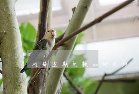 网贷逾期欠款如何处理 网贷逾期欠款如何处理