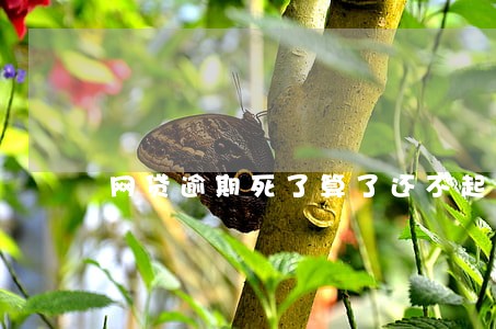 网贷逾期死了算了还不起了 网贷逾期死了算了还不起了