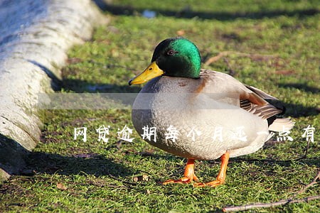 网贷逾期每个月还一点有用吗