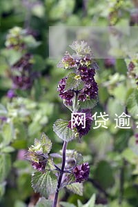 网贷逾期每天还