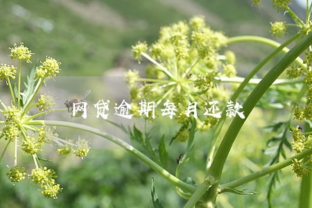 网贷逾期每月还款 网贷逾期每月还款