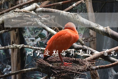 网贷逾期每月还款一百元可以吗 网贷逾期每月还款一百元可以吗