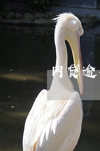 网贷逾期毒鸡汤 网贷逾期毒鸡汤