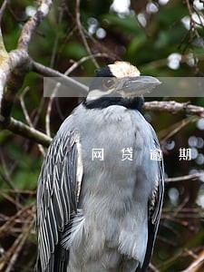 网贷逾期没事还怎么办 网贷逾期没事还怎么办