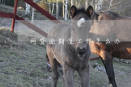 网贷逾期没工作怎么办 网贷逾期没工作怎么办