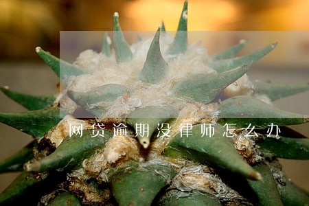 网贷逾期没律师怎么办 网贷逾期没律师怎么办