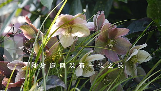 网贷逾期没有一技之长 网贷逾期没有一技之长