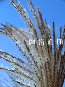 网贷逾期没有上大数据 网贷逾期没有上大数据