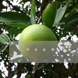 网贷逾期没有催收电话打来 网贷逾期没有催收电话打来