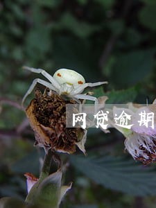 网贷逾期没有接电话会怎么样 网贷逾期没有接电话会怎么样