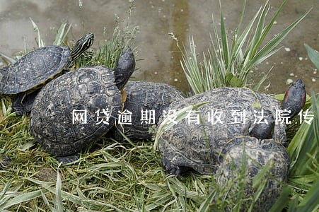 网贷逾期没有收到法院传票 网贷逾期没有收到法院传票