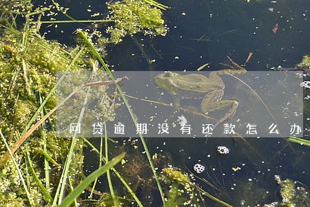 网贷逾期没有还款怎么办 网贷逾期没有还款怎么办