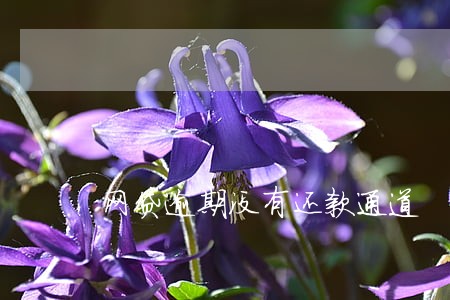网贷逾期没有还款通道 网贷逾期没有还款通道