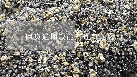 网贷逾期没能力还款怎么办 网贷逾期没能力还款怎么办
