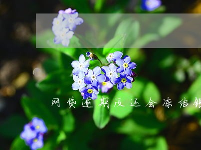 网贷逾期没还会冻结银行么 网贷逾期没还会冻结银行么