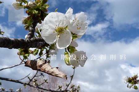 网贷逾期没还会判刑吗 网贷逾期没还会判刑吗