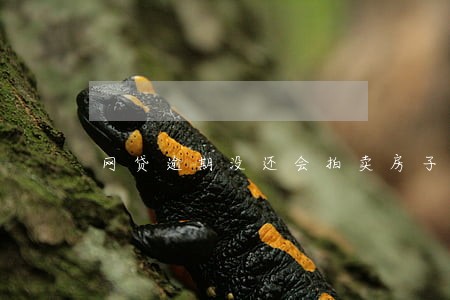 网贷逾期没还会拍卖房子吗 网贷逾期没还会拍卖房子吗