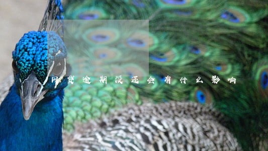 网贷逾期没还会有什么影响 网贷逾期没还会有什么影响